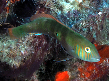 Green Razorfish - Xyrichtys splendens - Palm Beach, Florida