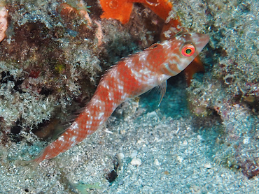 Green Razorfish - Xyrichtys splendens - Palm Beach, Florida