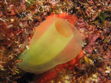 Green Tube Tunicate - Ascidia sydneiensis - Roatan, Honduras