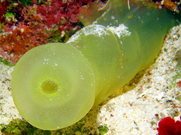 Green Tube Tunicate - Ascidia sydneiensis - Grand Cayman