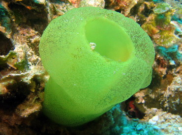 Green Tube Tunicate - Ascidia sydneiensis - Roatan, Honduras