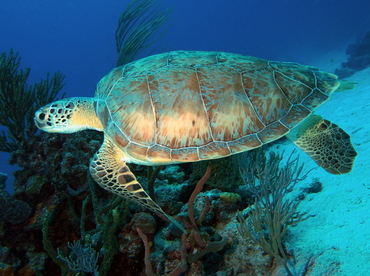 Green Turtle - Chelonia mydas - The Exumas, Bahamas