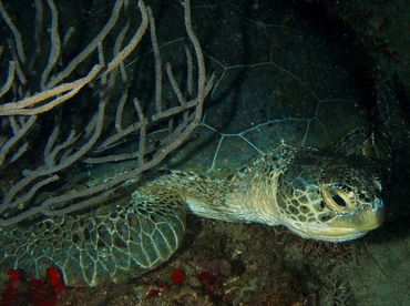 Green Turtle - Chelonia mydas - Palm Beach, Florida