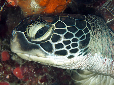 Green Turtle - Chelonia mydas - Wakatobi, Indonesia