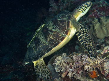 Green Turtle - Chelonia mydas - Wakatobi, Indonesia