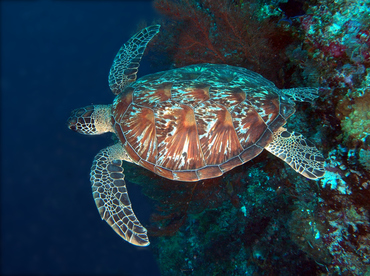 Green Turtle - Chelonia mydas - Wakatobi, Indonesia