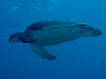 Green Turtle - Chelonia mydas - Great Barrier Reef, Australia