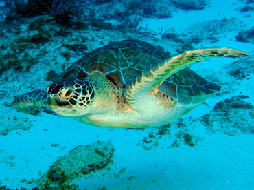 Green Turtle - Chelonia mydas - Cozumel, Mexico