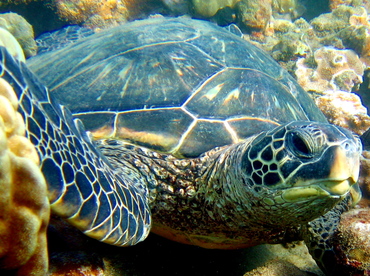 Green Turtle - Chelonia mydas - Maui, Hawaii