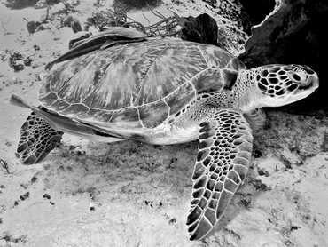 Green Turtle - Chelonia mydas - Cozumel, Mexico