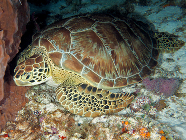 Green Turtle - Chelonia mydas - Cozumel, Mexico