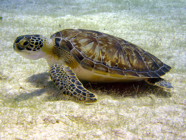 Green Turtle - Chelonia mydas - Turks and Caicos