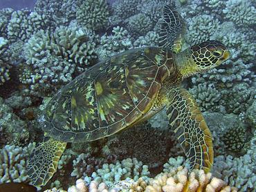 Green Turtle - Chelonia mydas - Moorea, French Polynesia