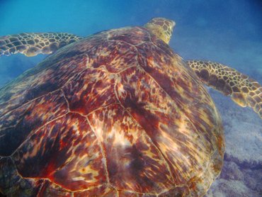 Green Turtle - Chelonia mydas - Big Island, Hawaii