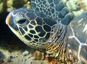 Green Turtle - Chelonia mydas - Maui, Hawaii