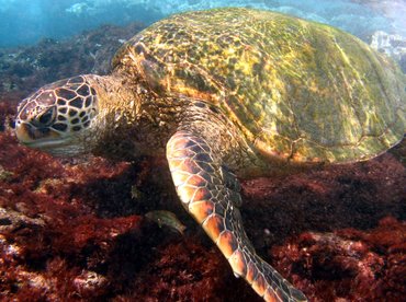 Green Turtle - Chelonia mydas - Maui, Hawaii