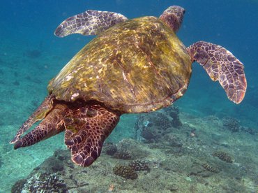 Green Turtle - Chelonia mydas - Maui, Hawaii