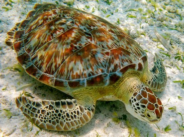 Green Turtle - Chelonia mydas - Belize