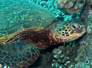 Green Turtle - Chelonia mydas - Maui, Hawaii