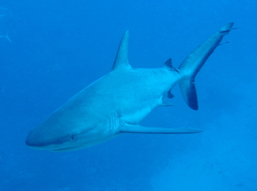 Gray Reef Shark - Carcharhinus amblyrhynchos - Fiji