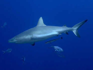 Gray Reef Shark - Carcharhinus amblyrhynchos - Coral Sea, Australia