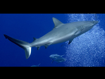 Gray Reef Shark - Carcharhinus amblyrhynchos - Coral Sea, Australia