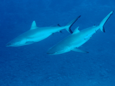 Gray Reef Shark - Carcharhinus amblyrhynchos - Fiji