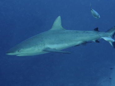 Gray Reef Shark - Carcharhinus amblyrhynchos - Fiji