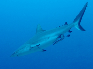 Gray Reef Shark - Carcharhinus amblyrhynchos - Fiji