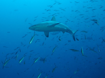 Gray Reef Shark - Carcharhinus amblyrhynchos - Fiji