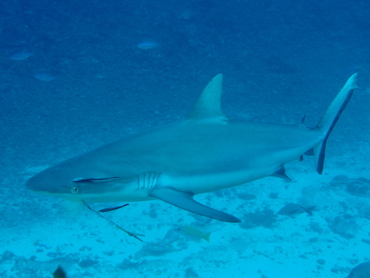 Gray Reef Shark - Carcharhinus amblyrhynchos - Fiji