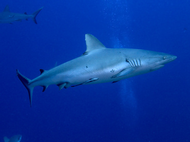 Gray Reef Shark - Carcharhinus amblyrhynchos - Coral Sea, Australia