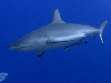 Gray Reef Shark - Carcharhinus amblyrhynchos - Coral Sea, Australia