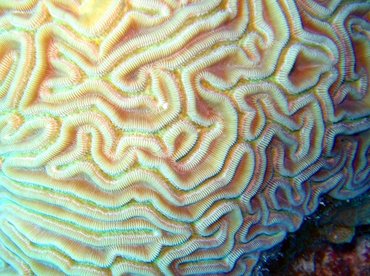 Grooved Brain Coral - Diploria labyrinthiformis - Turks and Caicos
