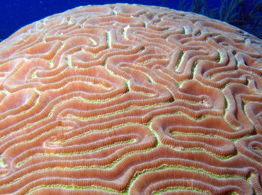 Grooved Brain Coral - Diploria labyrinthiformis - Turks and Caicos