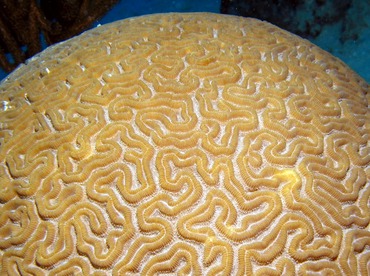 Grooved Brain Coral - Diploria labyrinthiformis - Aruba