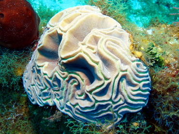 Grooved Brain Coral - Diploria labyrinthiformis - Turks and Caicos