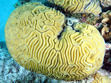 Grooved Brain Coral - Diploria labyrinthiformis - Bonaire