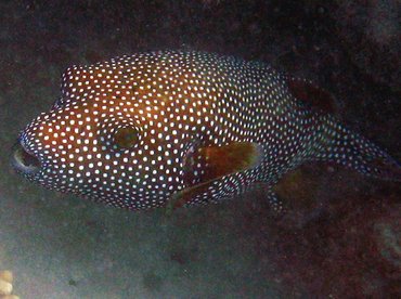 Guineafowl Puffer - Arothron meleagris - Big Island, Hawaii