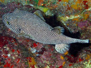 Guineafowl Puffer - Arothron meleagris - Big Island, Hawaii