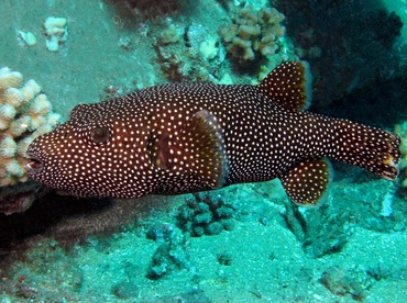 Guineafowl Puffer - Arothron meleagris - Maui, Hawaii