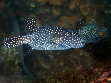 Guineafowl Puffer - Arothron meleagris - Cabo San Lucas, Mexico