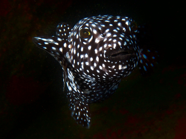 Guineafowl Puffer - Arothron meleagris - Cabo San Lucas, Mexico