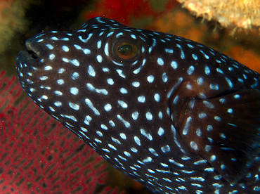 Guineafowl Puffer - Arothron meleagris - Cabo San Lucas, Mexico