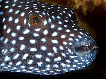 Guineafowl Puffer - Arothron meleagris - Cabo San Lucas, Mexico