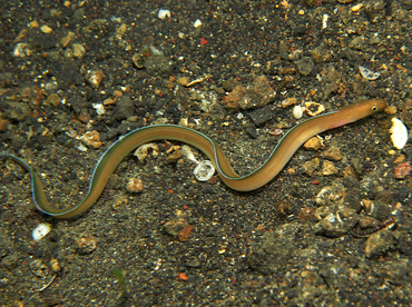 White-Margined Moray Eel - Gymnothorax albimarginatus - Lembeh Strait, Indonesia