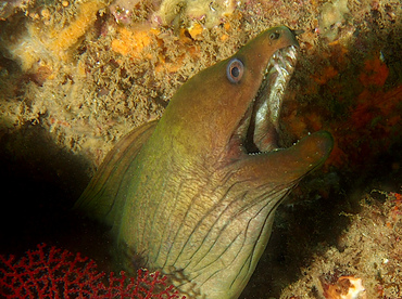 Panamic Green Moray Eel - Gymnothorax castaneus - Cabo San Lucas, Mexico