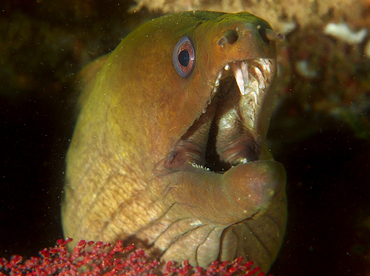 Panamic Green Moray Eel - Gymnothorax castaneus - Cabo San Lucas, Mexico