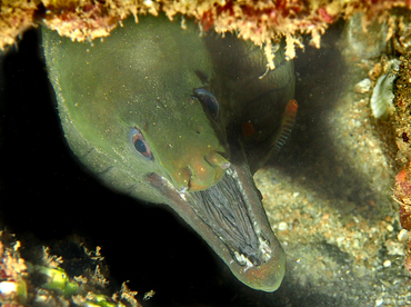 Panamic Green Moray Eel - Gymnothorax castaneus - Cabo San Lucas, Mexico