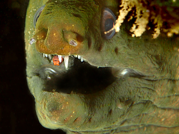 Panamic Green Moray Eel - Gymnothorax castaneus - Cabo San Lucas, Mexico